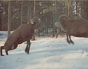 The Lunge Just Before Impact